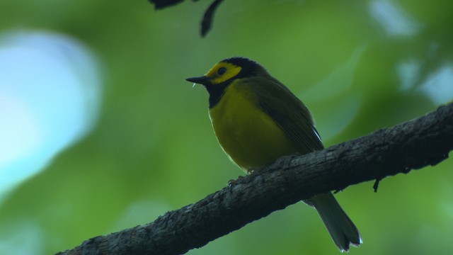 Hooded Warbler - ML482669