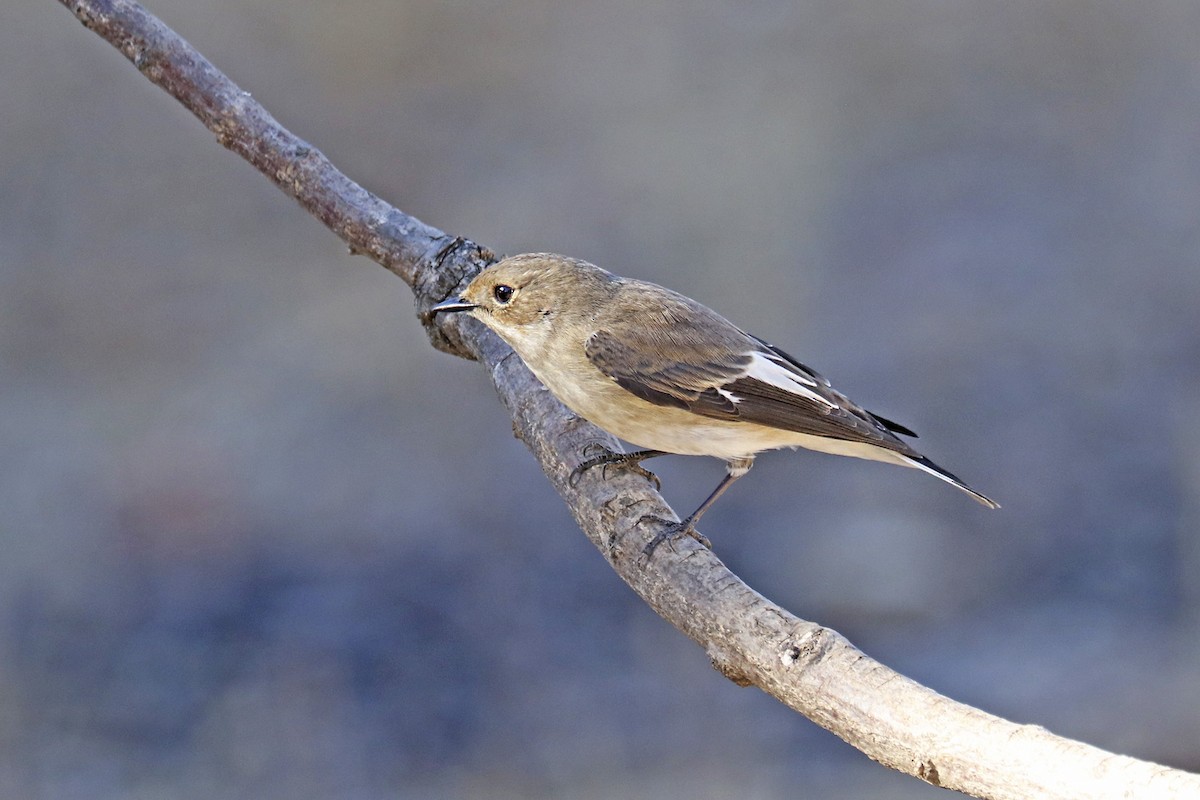 European Pied Flycatcher - ML482671011