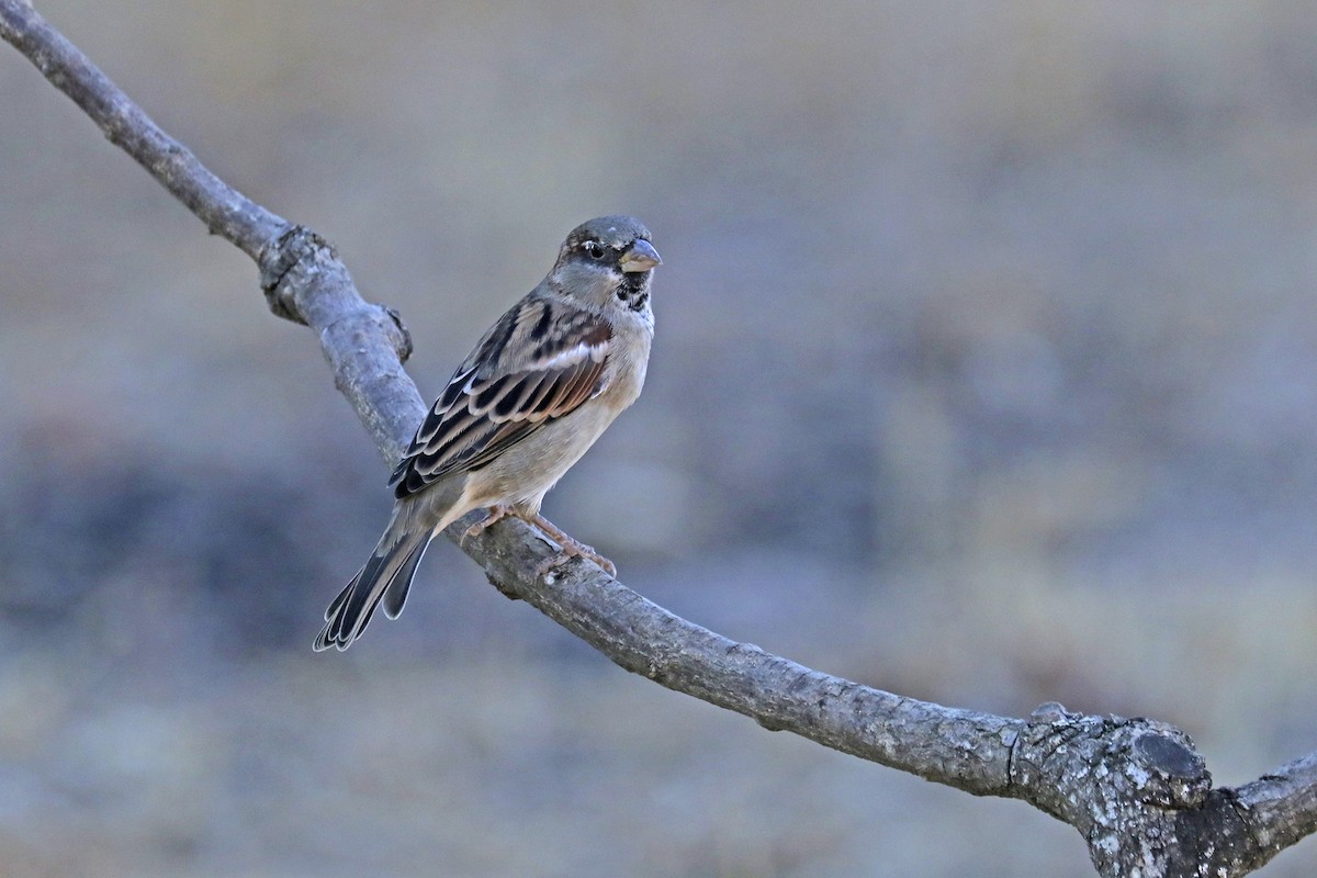 House Sparrow - Francisco Barroqueiro