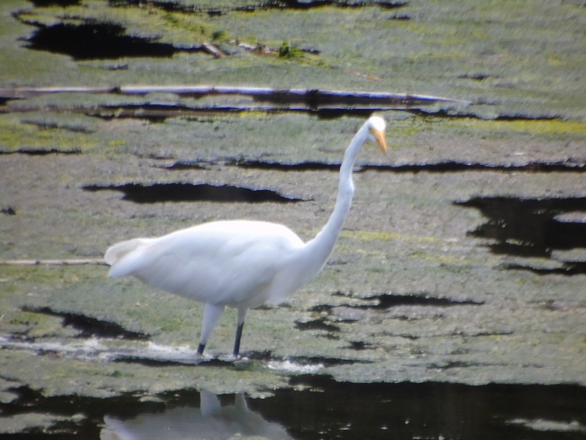 Great Egret - ML482671531