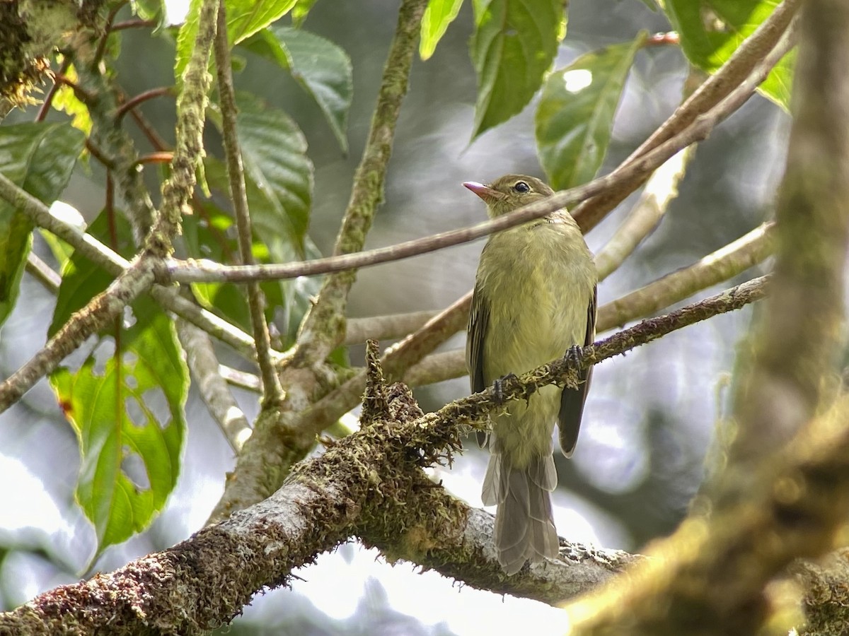 bergelenia - ML482671581