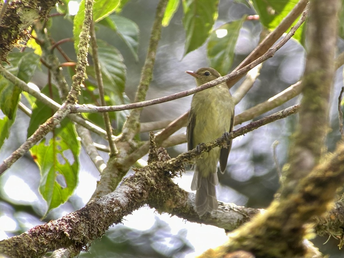 bergelenia - ML482671591