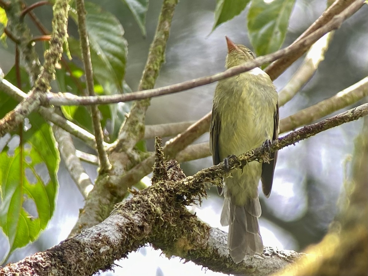 bergelenia - ML482671601