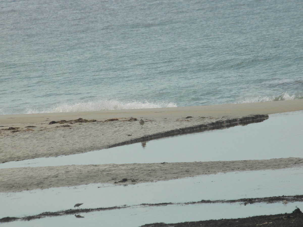 Whimbrel - John Loch