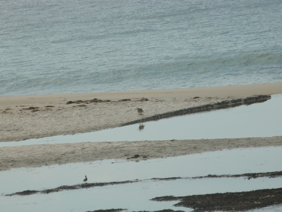 Whimbrel - John Loch