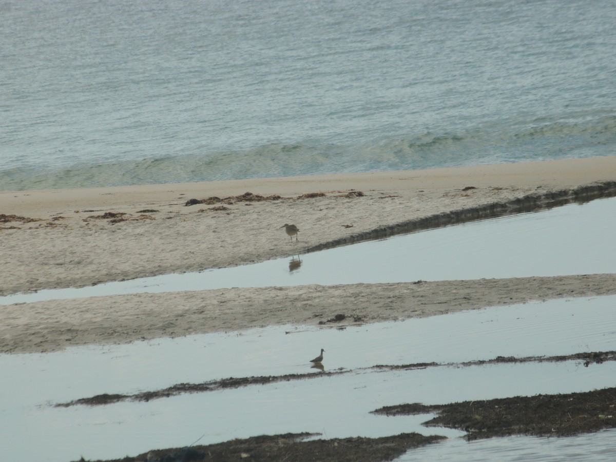 Whimbrel - John Loch