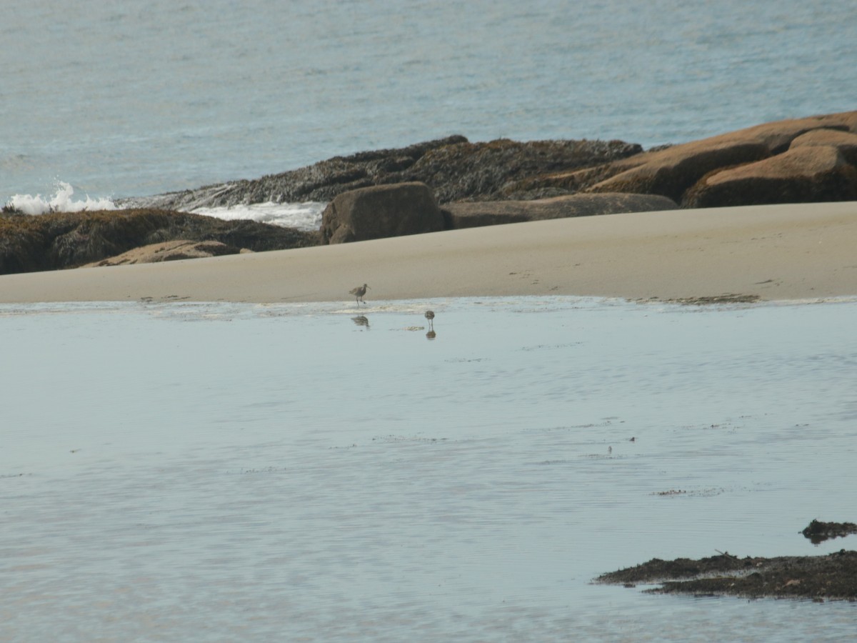 Whimbrel - John Loch