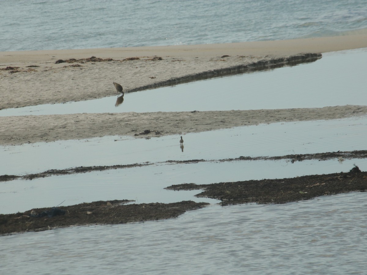 Whimbrel - John Loch