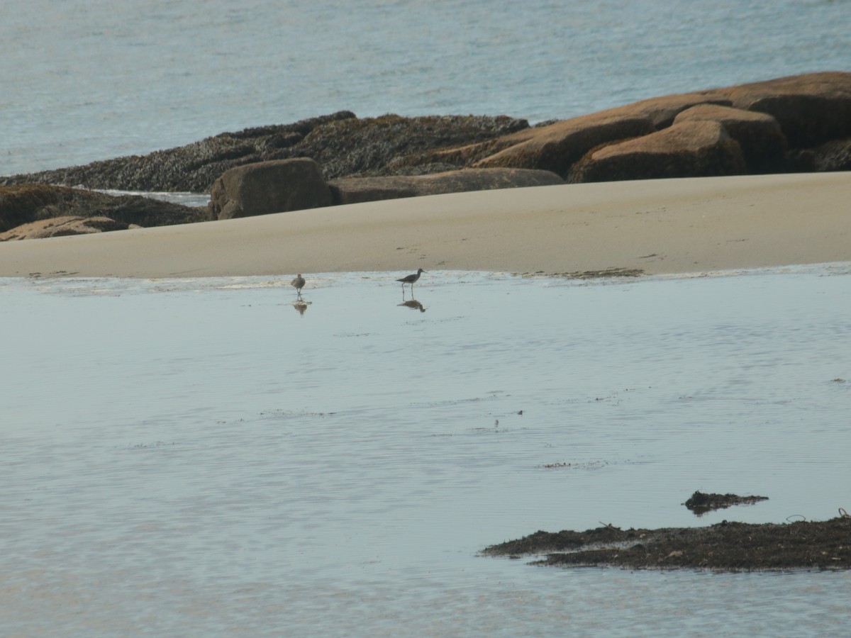 Whimbrel - John Loch