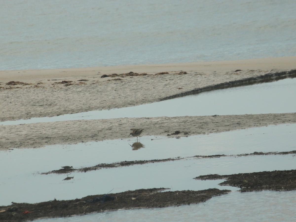 Whimbrel - John Loch