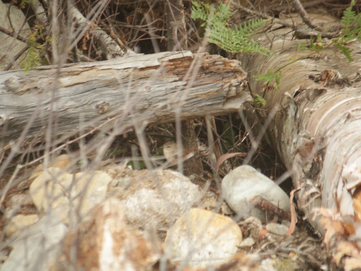 Troglodyte des forêts - ML482673691