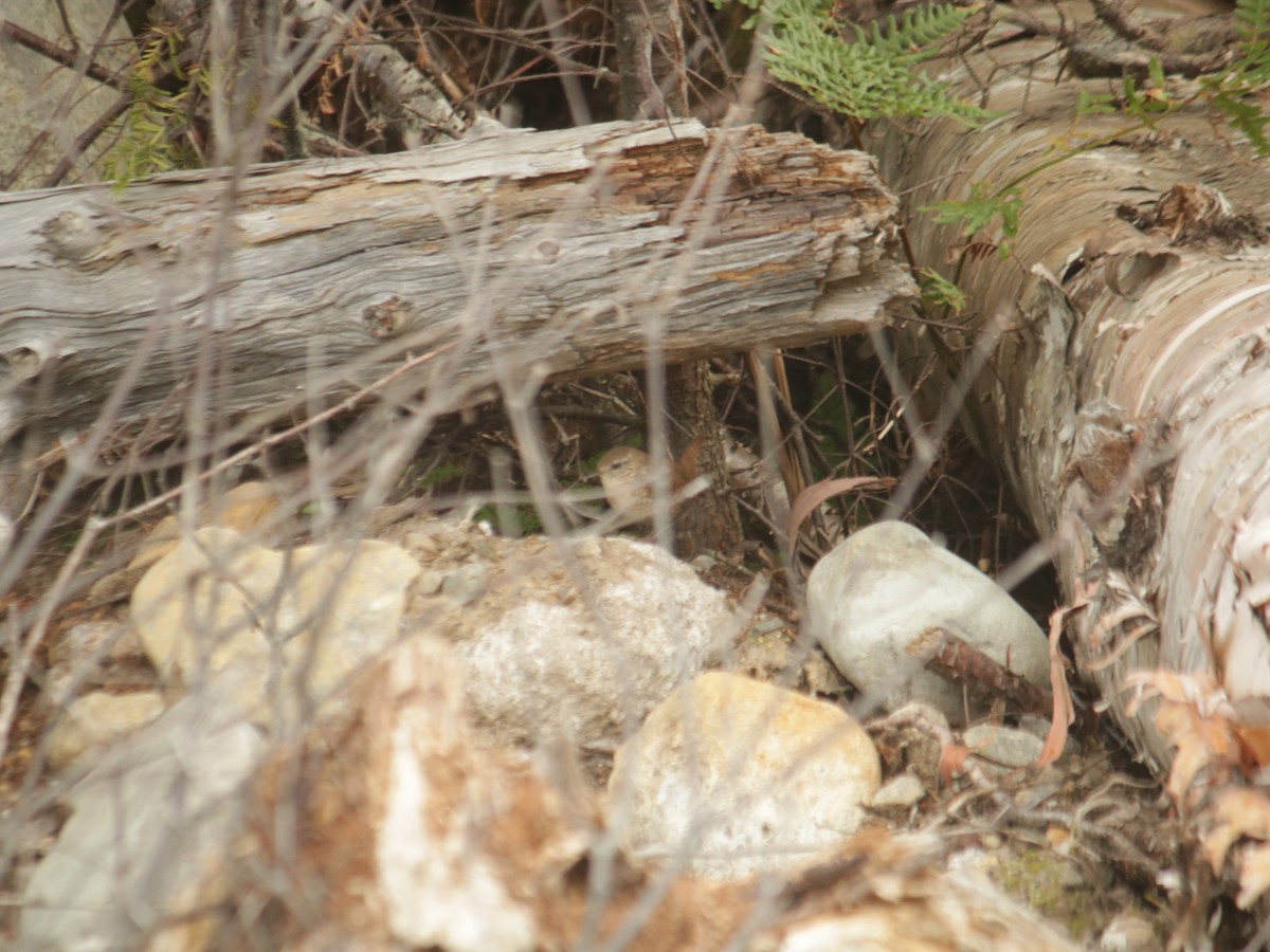 Troglodyte des forêts - ML482673701