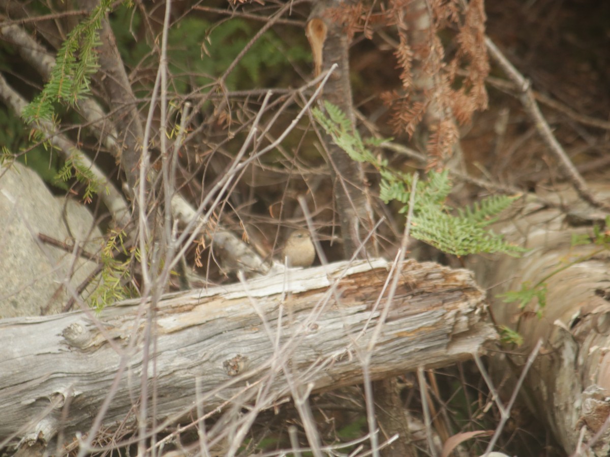 Winter Wren - John Loch