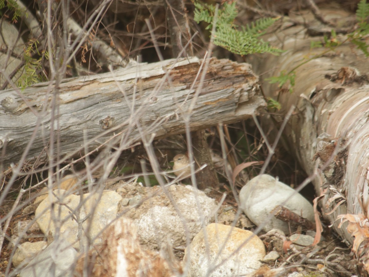 Troglodyte des forêts - ML482673771