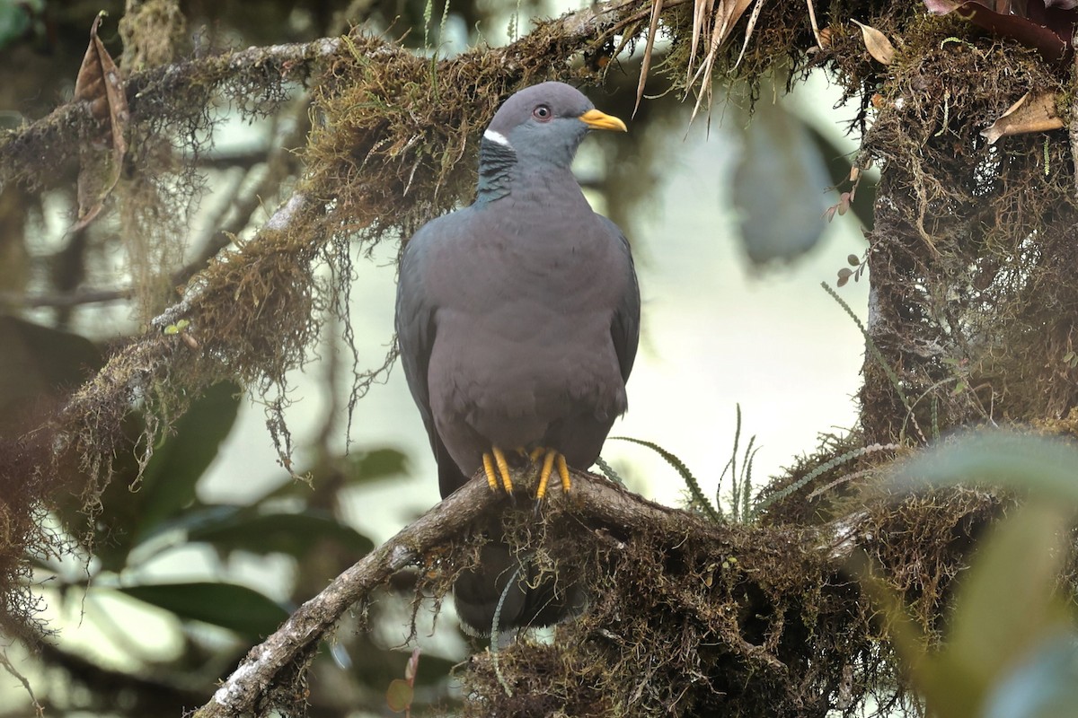 Band-tailed Pigeon (White-necked) - John Mills