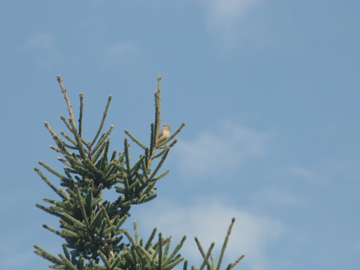 Cedar Waxwing - John Loch