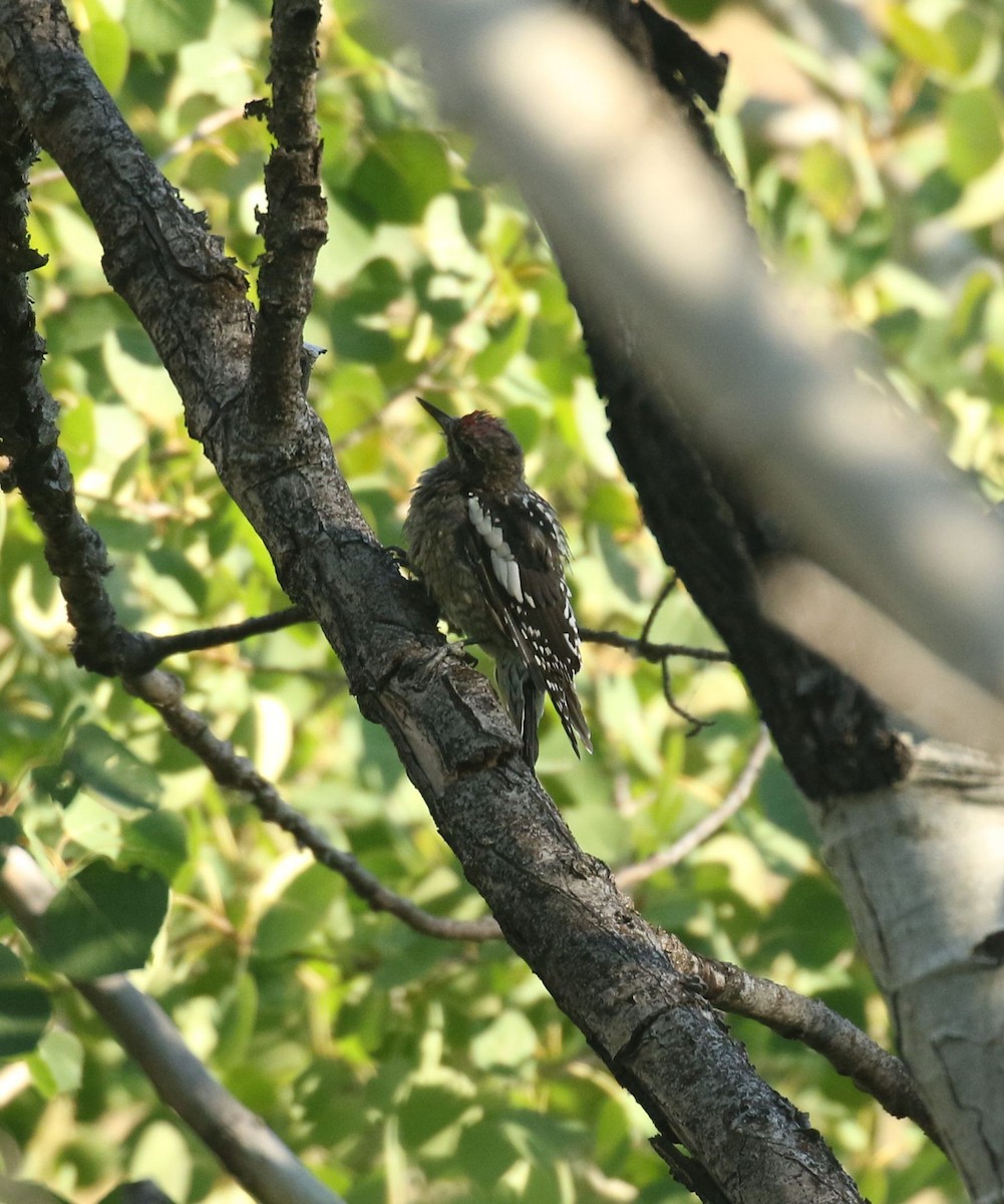 Red-naped Sapsucker - ML482675291