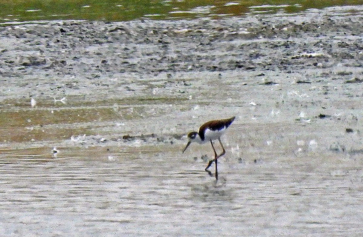 Black-necked Stilt - ML482676141