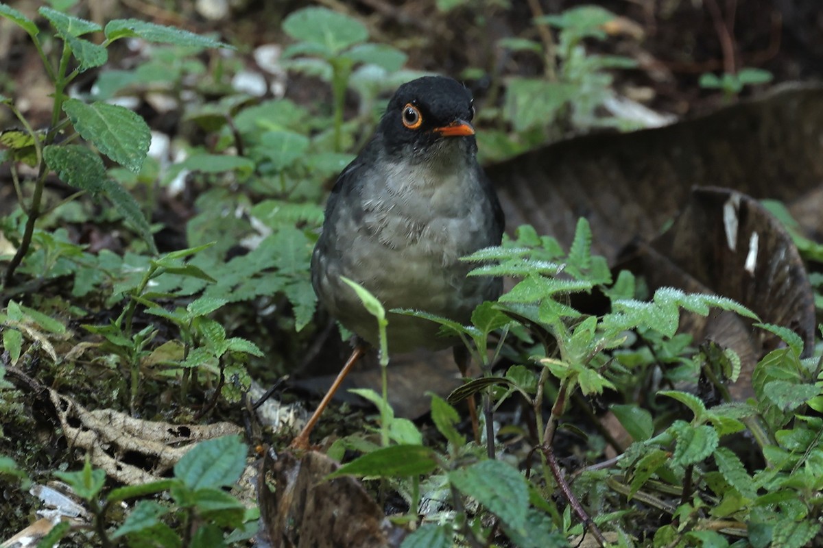 Slaty-backed Nightingale-Thrush (Slaty-backed) - ML482676521