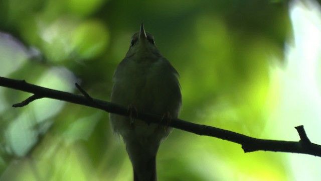 Swainson's Warbler - ML482677