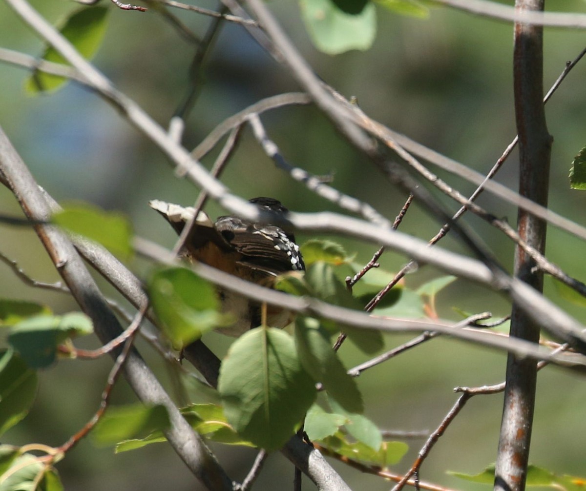Spotted Towhee - ML482677251
