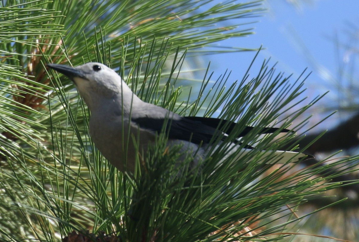 Clark's Nutcracker - ML482677301