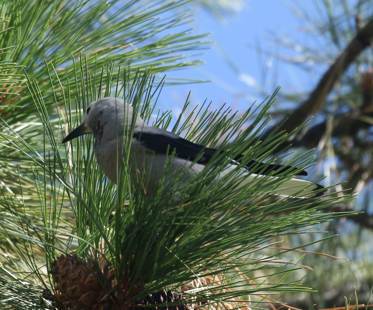 Clark's Nutcracker - ML482677311