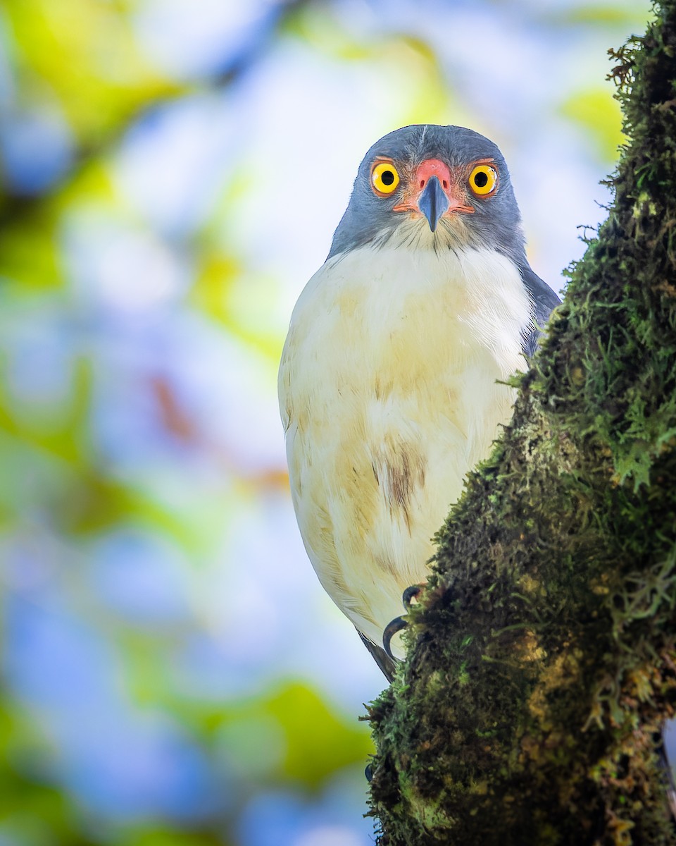 Semiplumbeous Hawk - José Orozco