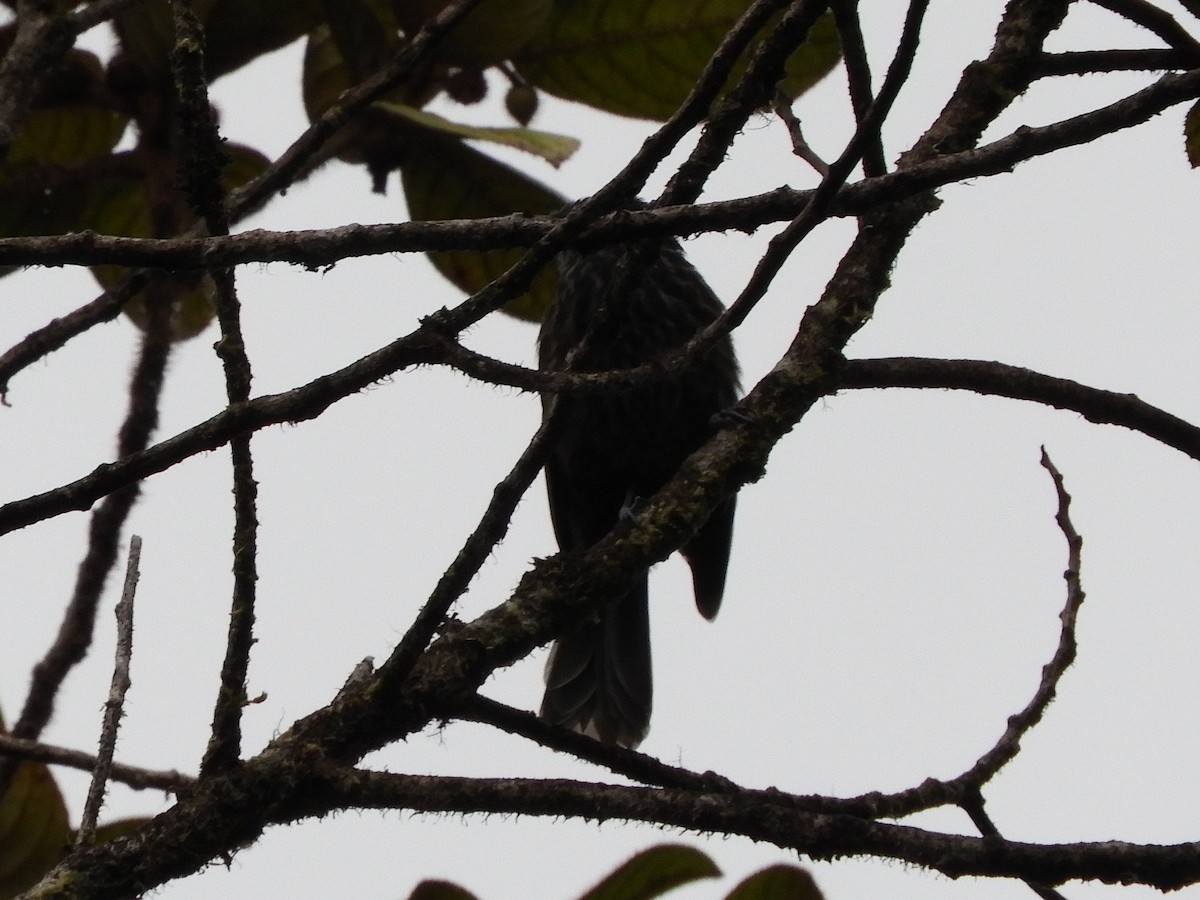 Gray-streaked Honeyeater - Maureen Blackford