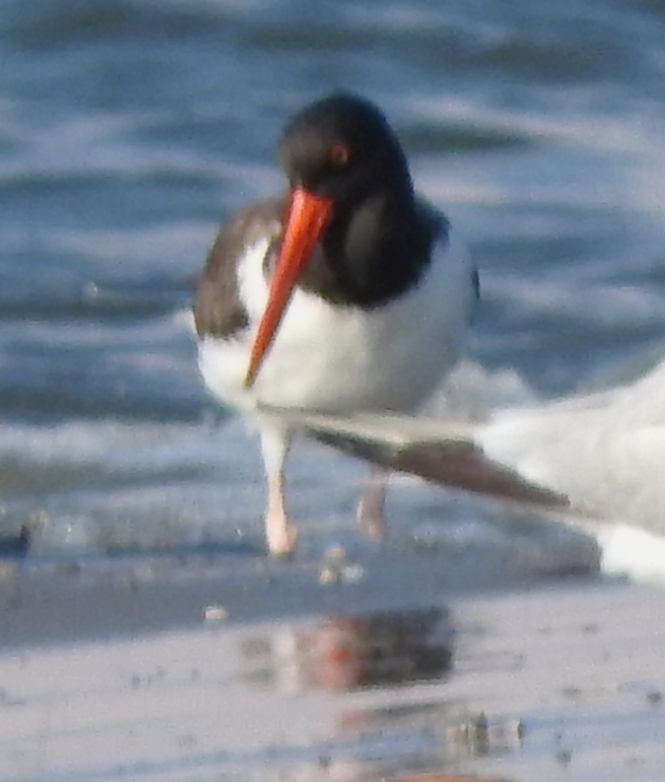 American Oystercatcher - David Muth