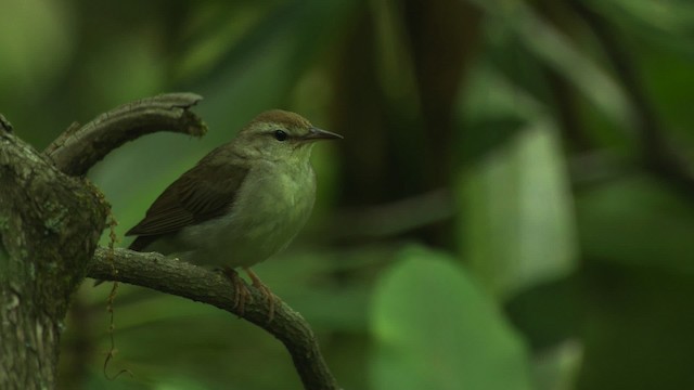 Swainson's Warbler - ML482680