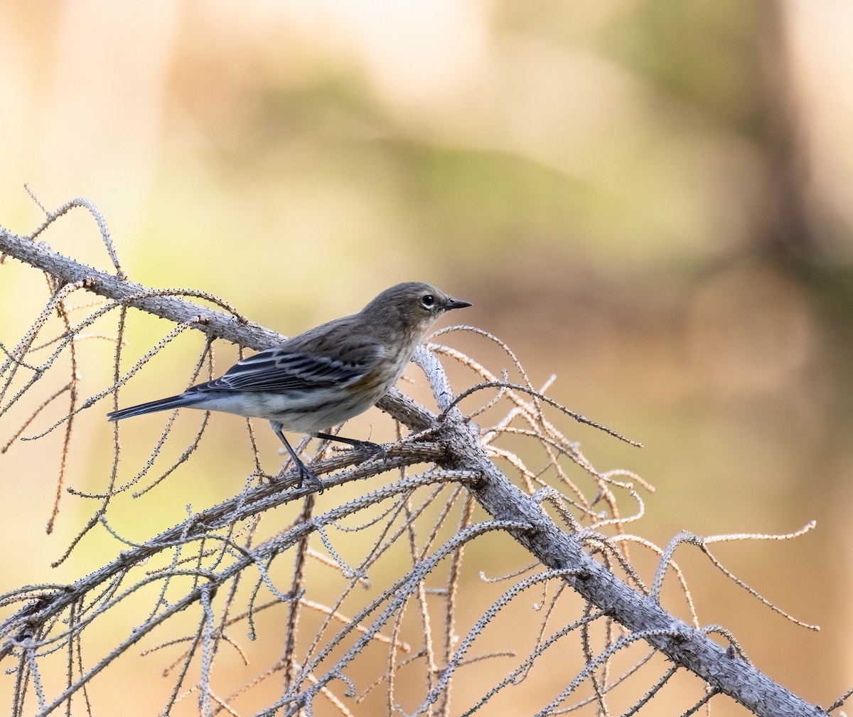 Yellow-rumped Warbler - ML482680441