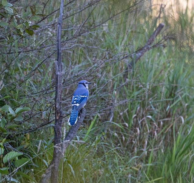 Blue Jay - ML482680991