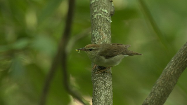 Swainson's Warbler - ML482681