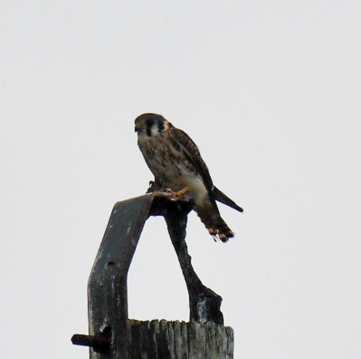 American Kestrel - ML482681821