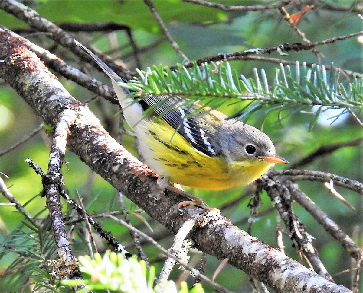 Magnolia Warbler - ML482684291