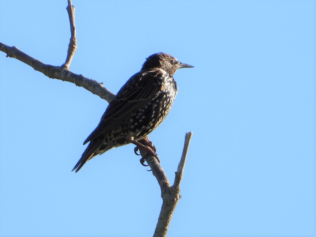 European Starling - ML482684521