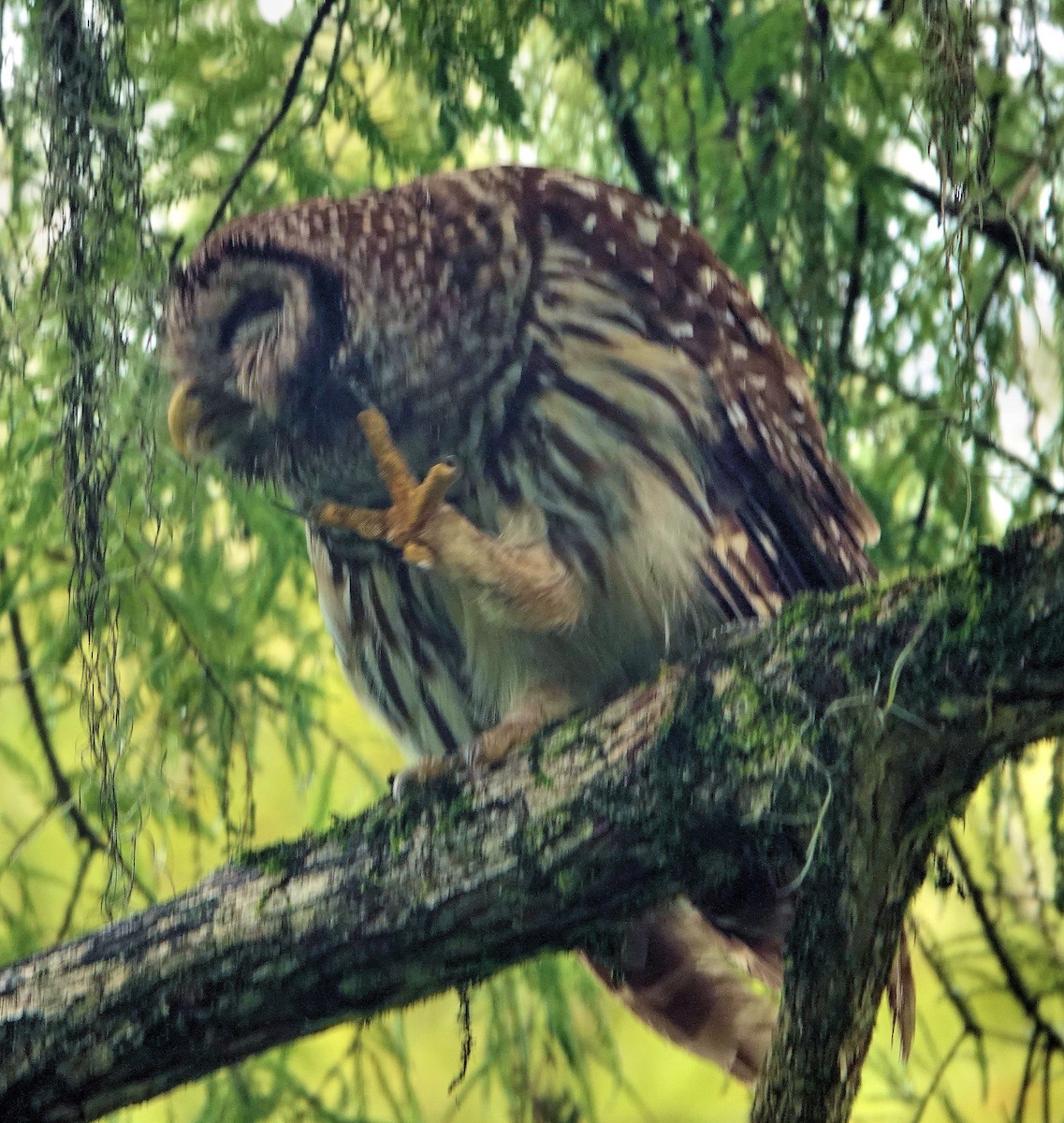 Barred Owl - ML482685351