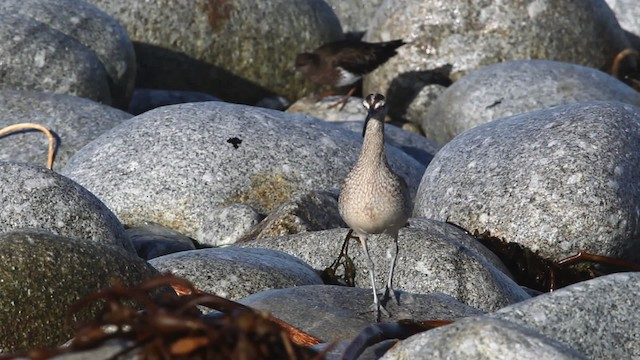 Whimbrel (Hudsonian) - ML482688