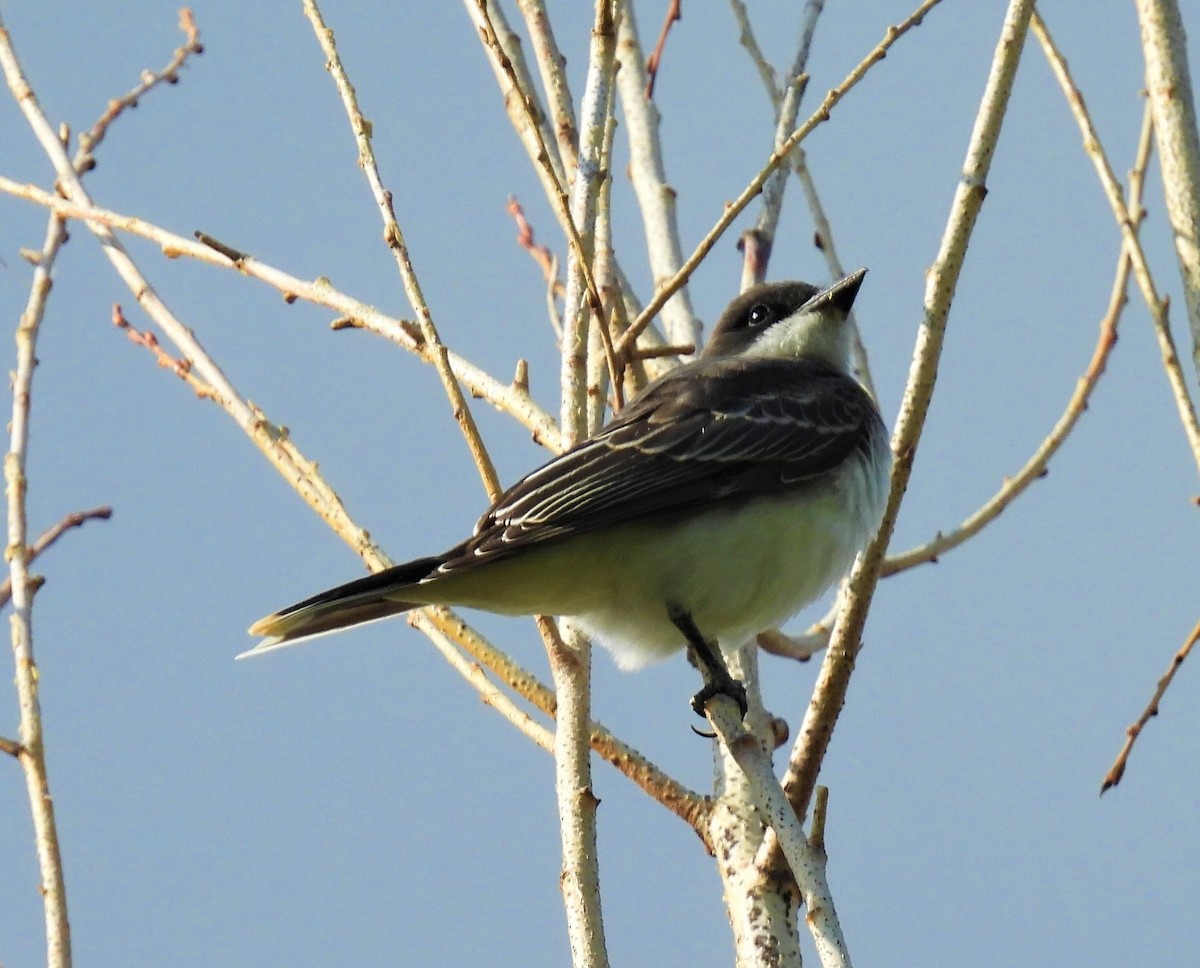 Eastern Kingbird - ML482688611