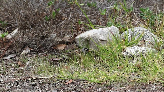 White-crowned Sparrow - ML482690