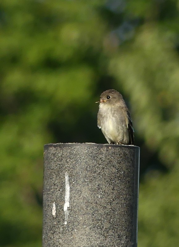 Hellbauch-Schnäppertyrann - ML482690301