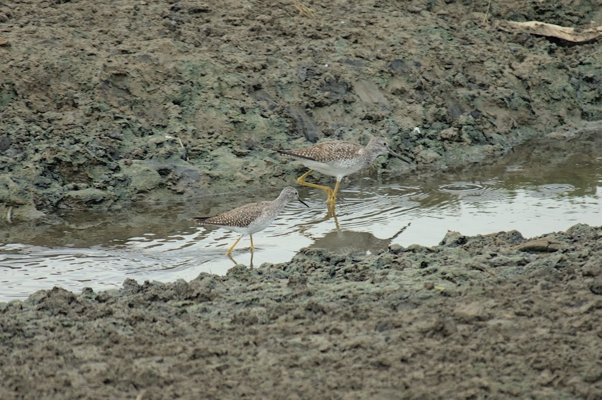 Lesser Yellowlegs - ML482690861