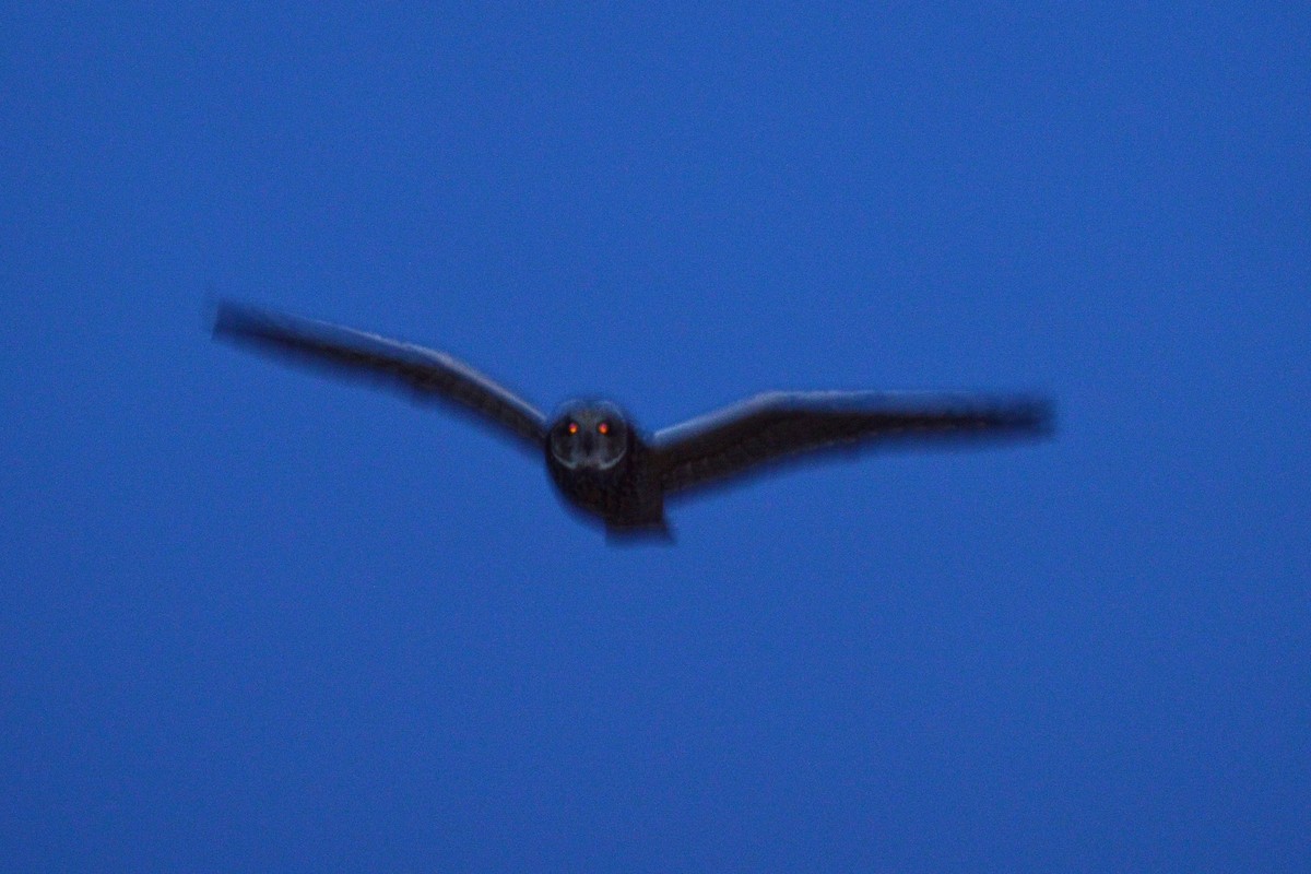 Short-eared Owl - ML48269101