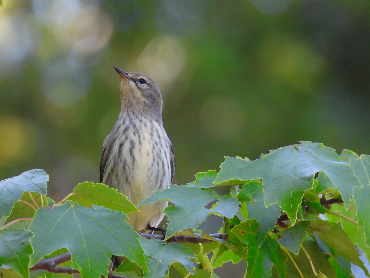 Cape May Warbler - ML482691361