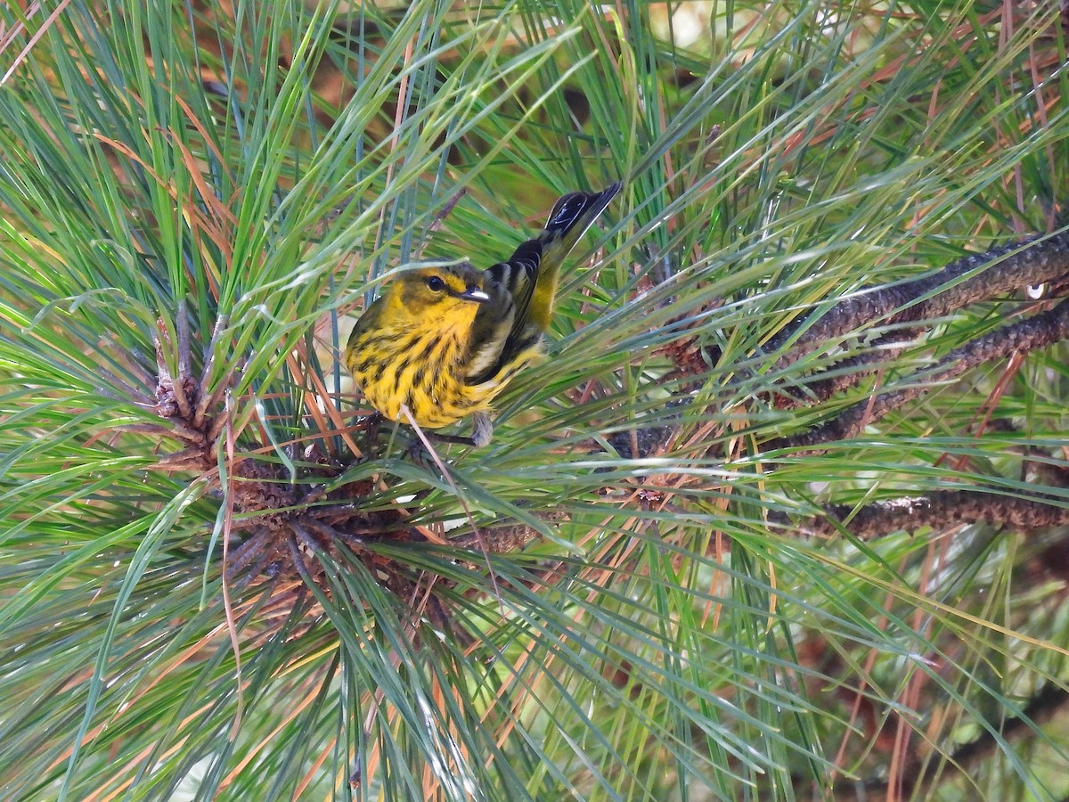 Cape May Warbler - ML482691371