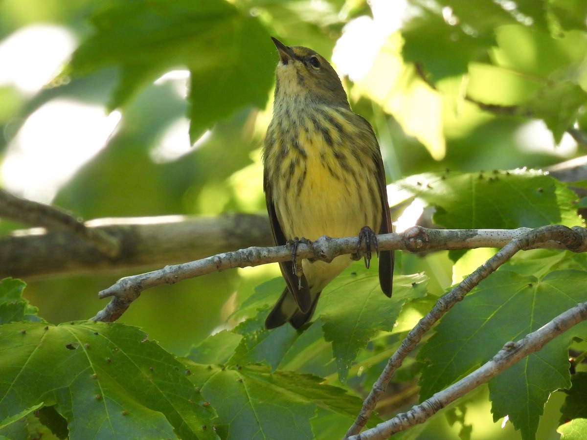 Cape May Warbler - ML482691381