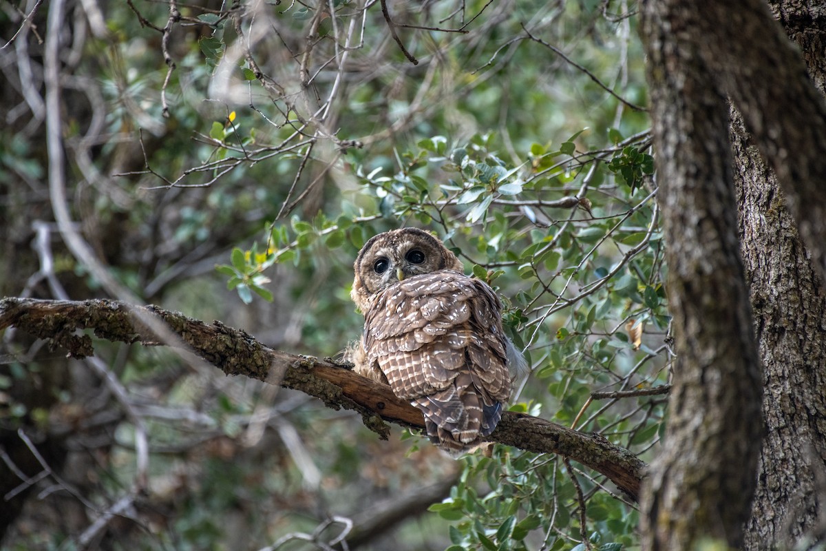 Spotted Owl - ML482692511