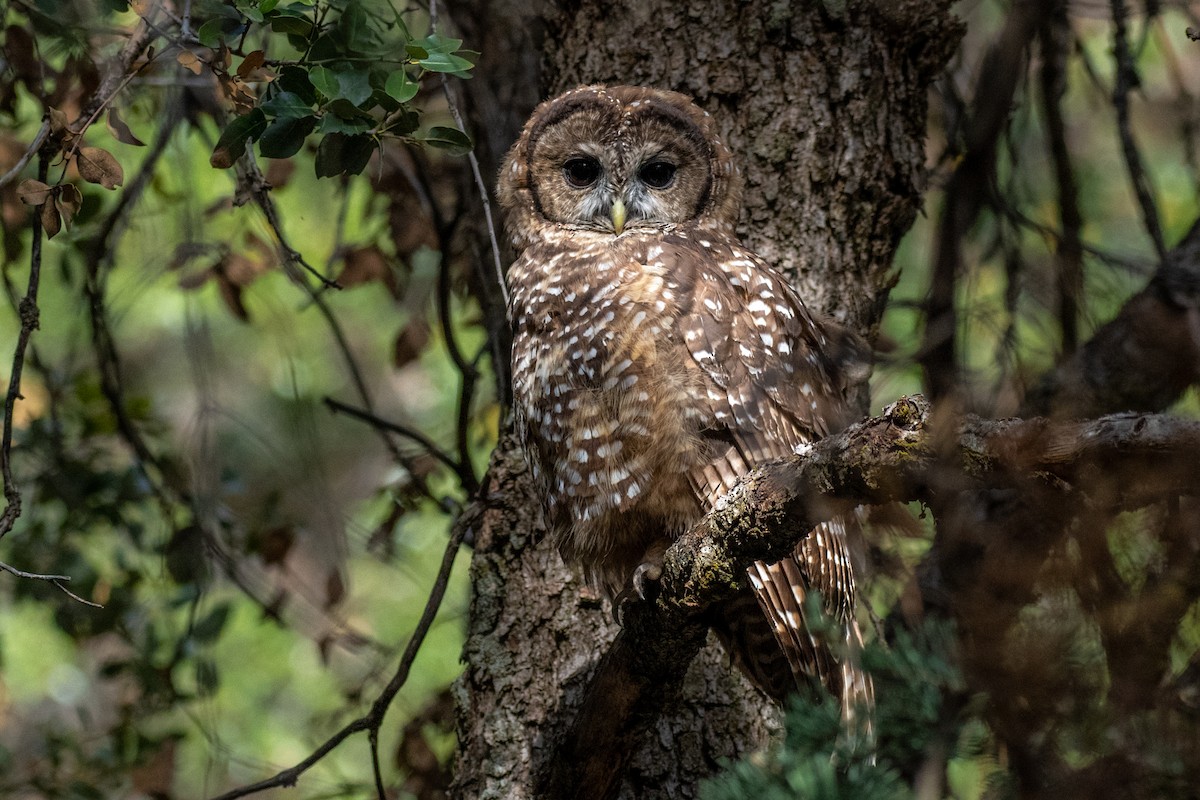 Spotted Owl - ML482692521