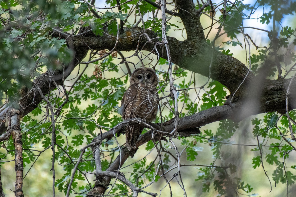 Spotted Owl - ML482692531